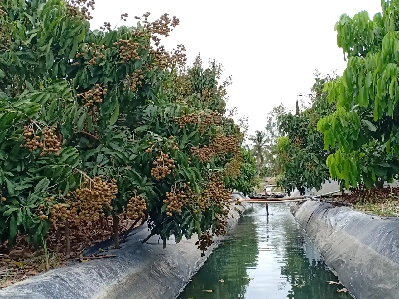 Cần giải pháp đảm bảo nguồn nước ngọt lâu dài cho ĐBSCL
