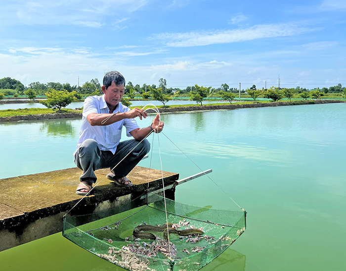 Nuôi loài cá chình đặc sản thoạt nhìn như rắn, bán 4 tấn/năm, ông nông dân Cà Mau thu 1,5 tỷ- Ảnh 1.