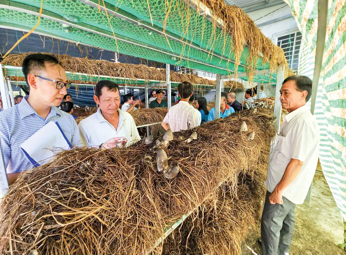 Sử dụng rơm để trồng nấm rơm tại HTX New Green Fam ở phường Tân hưng, quận Thốt Nốt, TP Cần Thơ.