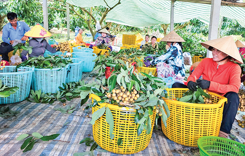 Phát triển cây ăn trái phục vụ xuất khẩu - Báo Cần Thơ Online