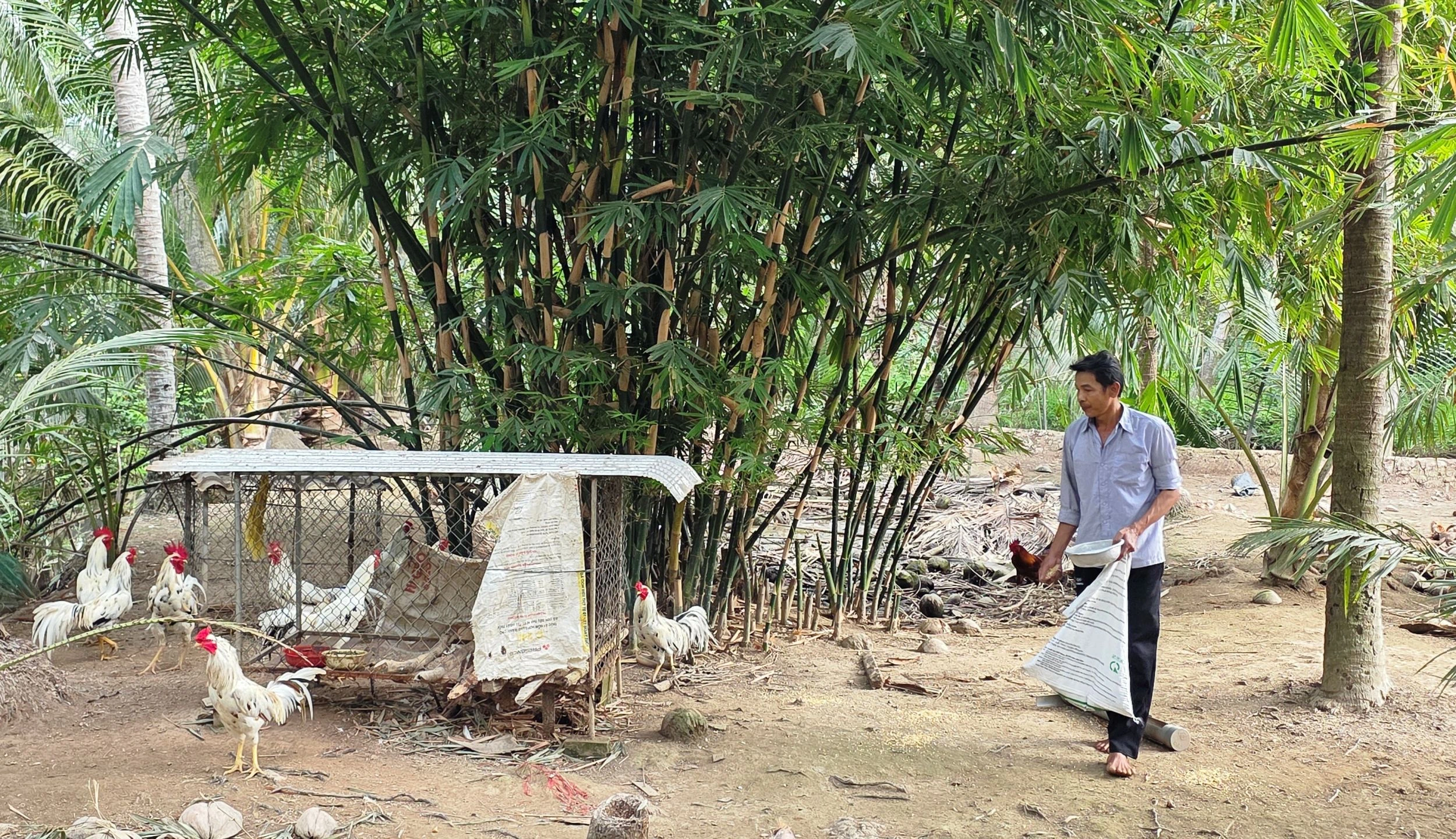 Thu nhập cao nhờ mô hình trồng trọt kết hợp nuôi gà
