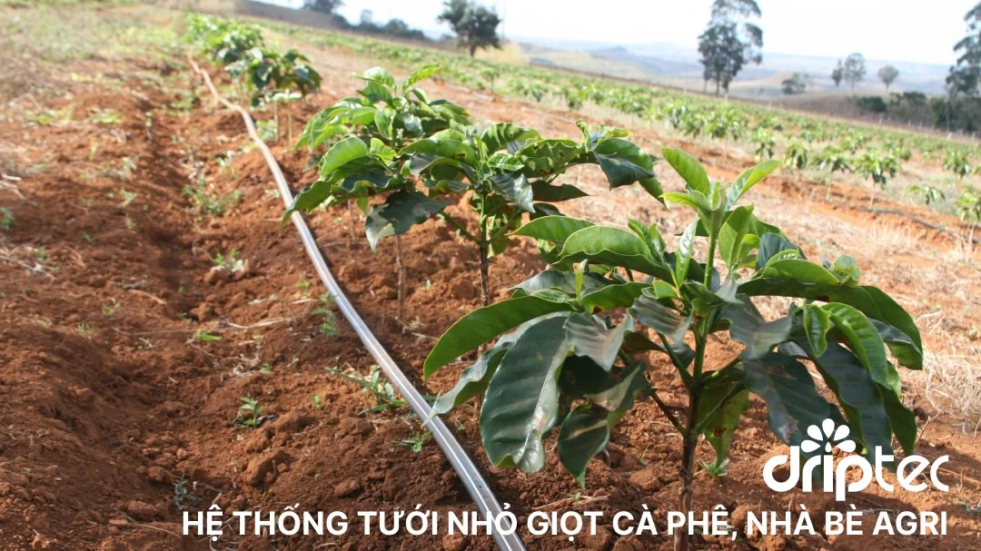 Vai trò ống tưới nhỏ giọt trong hệ thống tưới nhỏ giọt mang lại