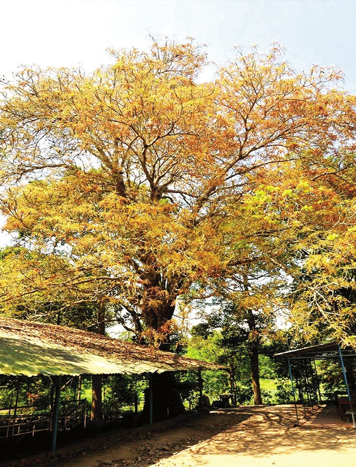 Về di tích quốc gia đặc biệt Gò Tháp
