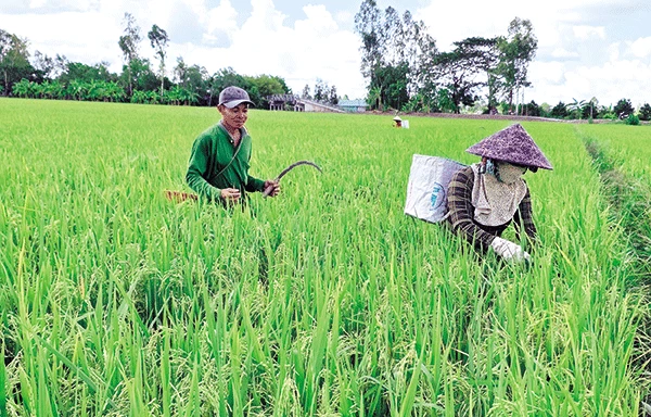 Nông dân tích cực chăm sóc lúa hè thu