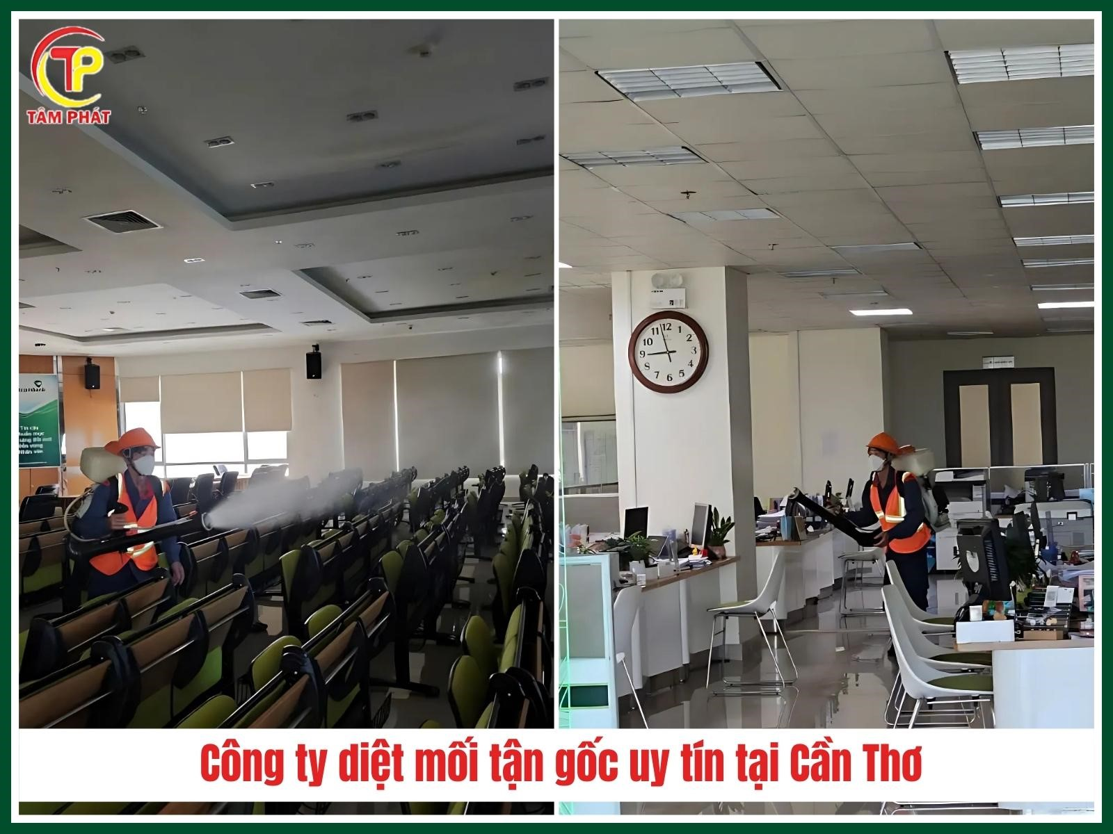 Công ty diệt mối tận gốc tại Cần Thơ uy tín, giá rẻ - Diệt Mối Tâm Phát
