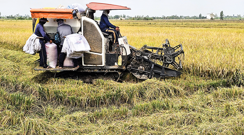 Liên kết chuỗi để thực hiện tốt Đề án 1 triệu héc-ta lúa