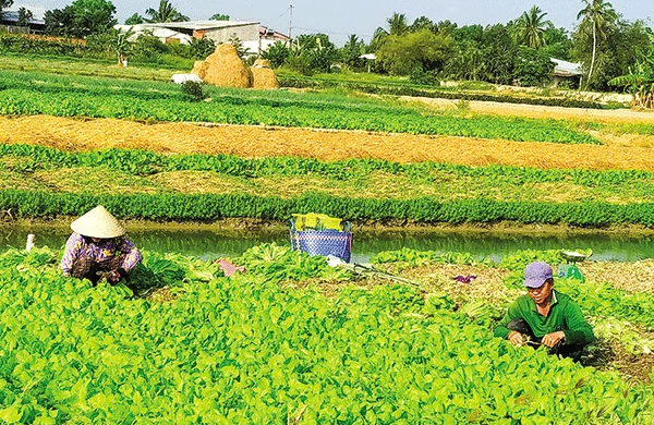 Nông dân Vĩnh Long “ưng” trồng rau cải