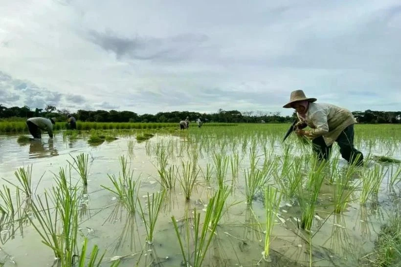 Agriculture drives Indonesia’s economic growth