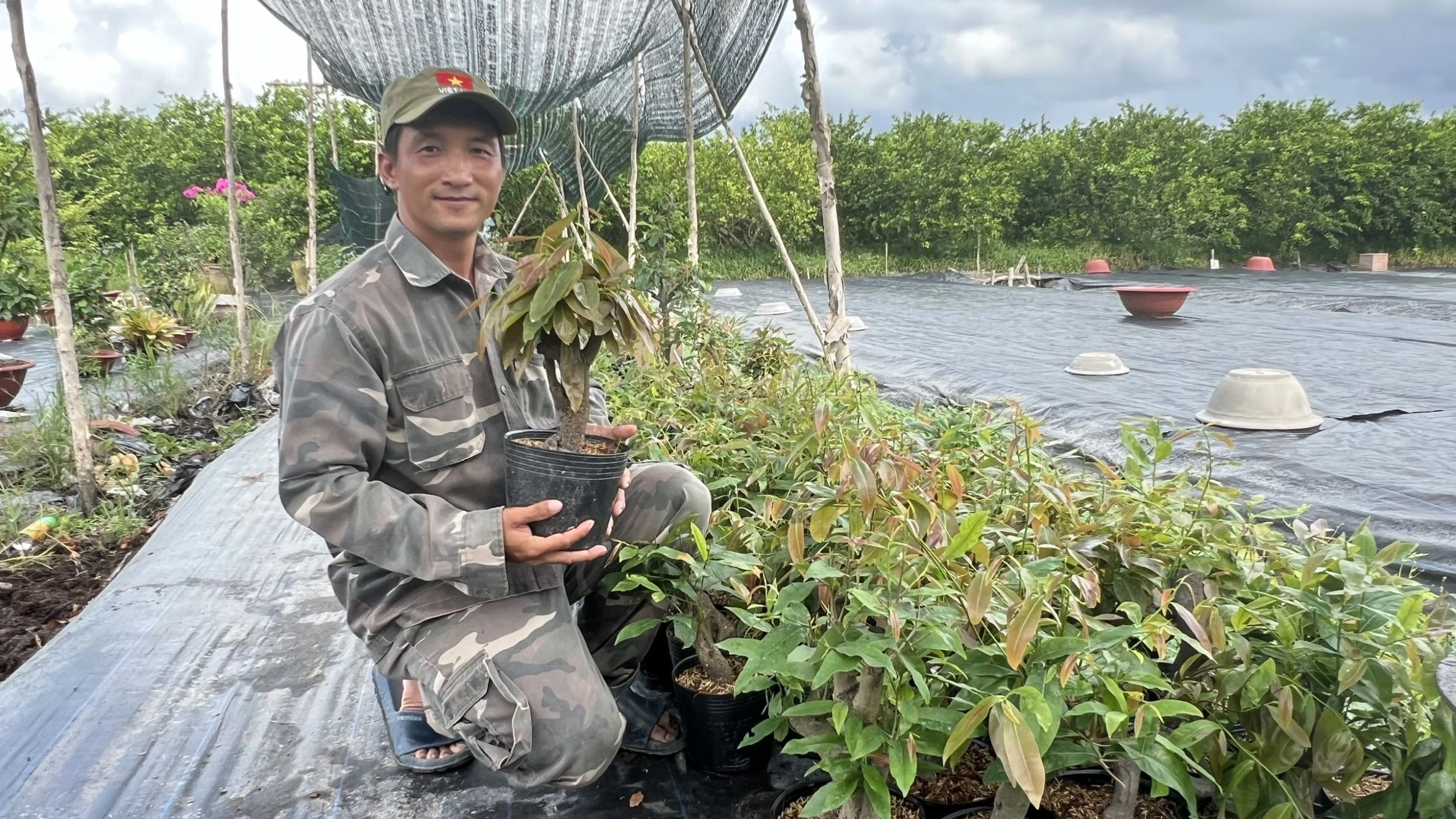 Khởi nghiệp thành công với mô hình trồng mai vàng
