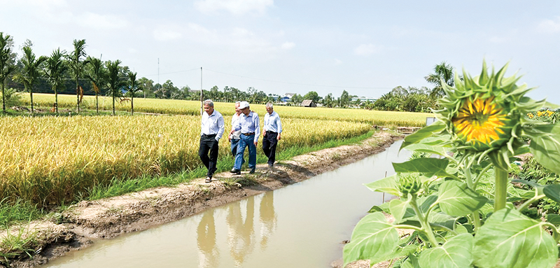 Cơm gạo<br>thắt lại những mối dây