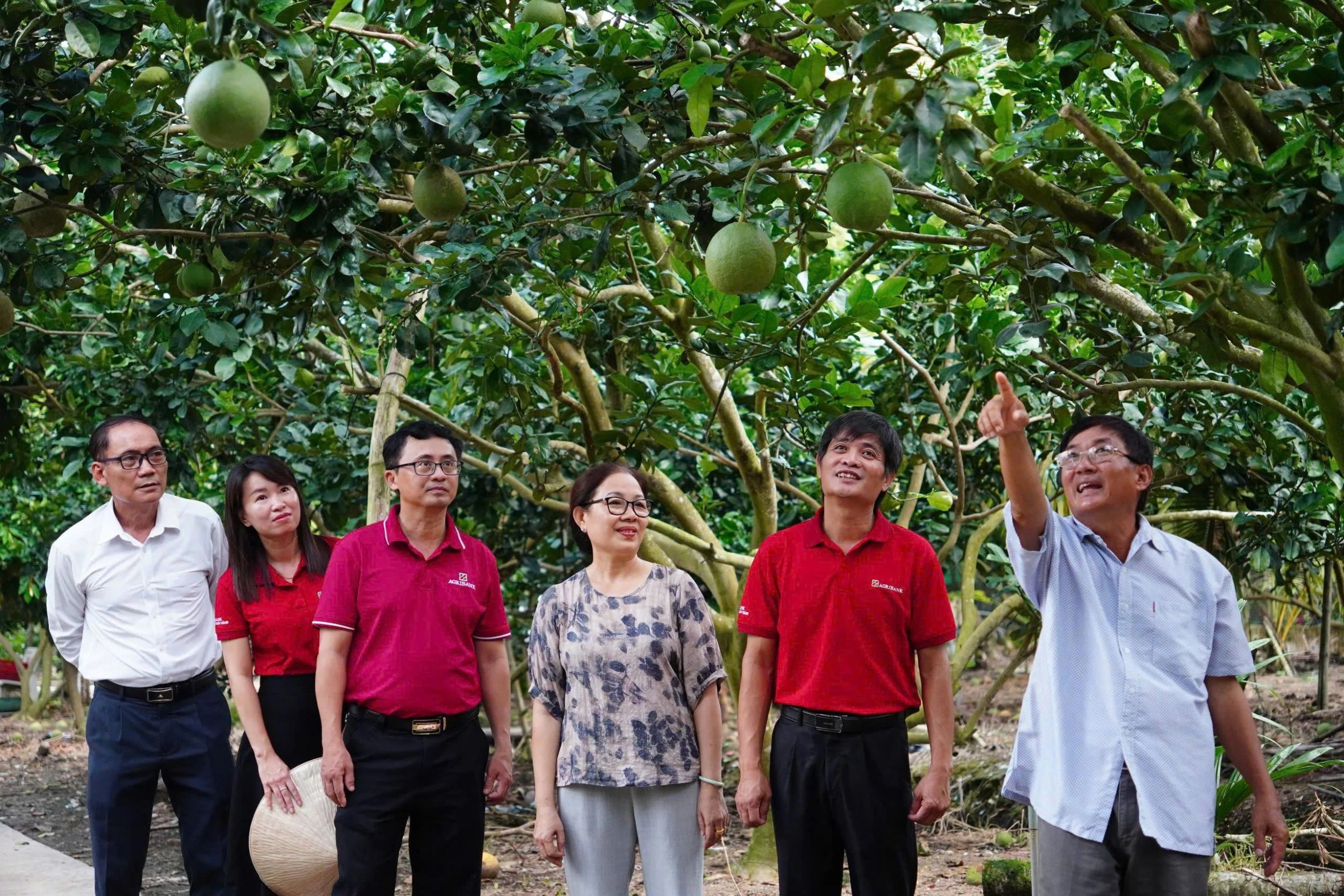 Dòng vốn Agribank "tiếp sức" cho kinh tế nông hộ phát triển bền vững