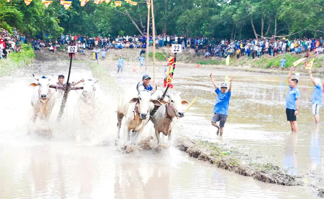 នឹងប្រារព្ធពិធីប្រណាំងគោនៅវត្តរោទិ៍ ឆ្នាំ២០២៥