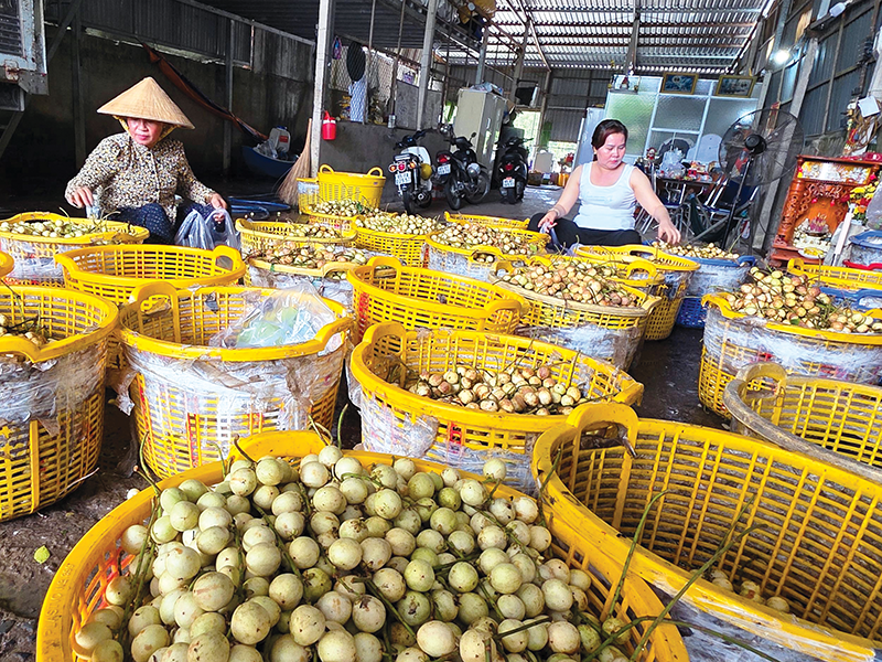 Nâng cao hiệu quả kinh tế cho dâu Hạ Châu