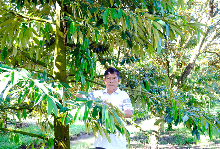 Năng động làm giàu từ kinh tế vườn