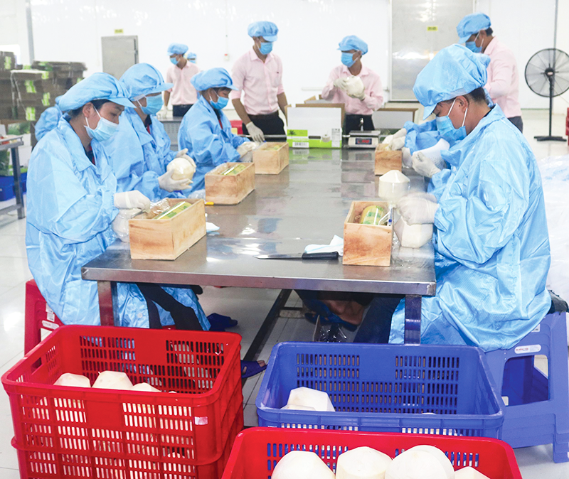 Phối hợp nâng cao chuỗi giá trị cây dừa