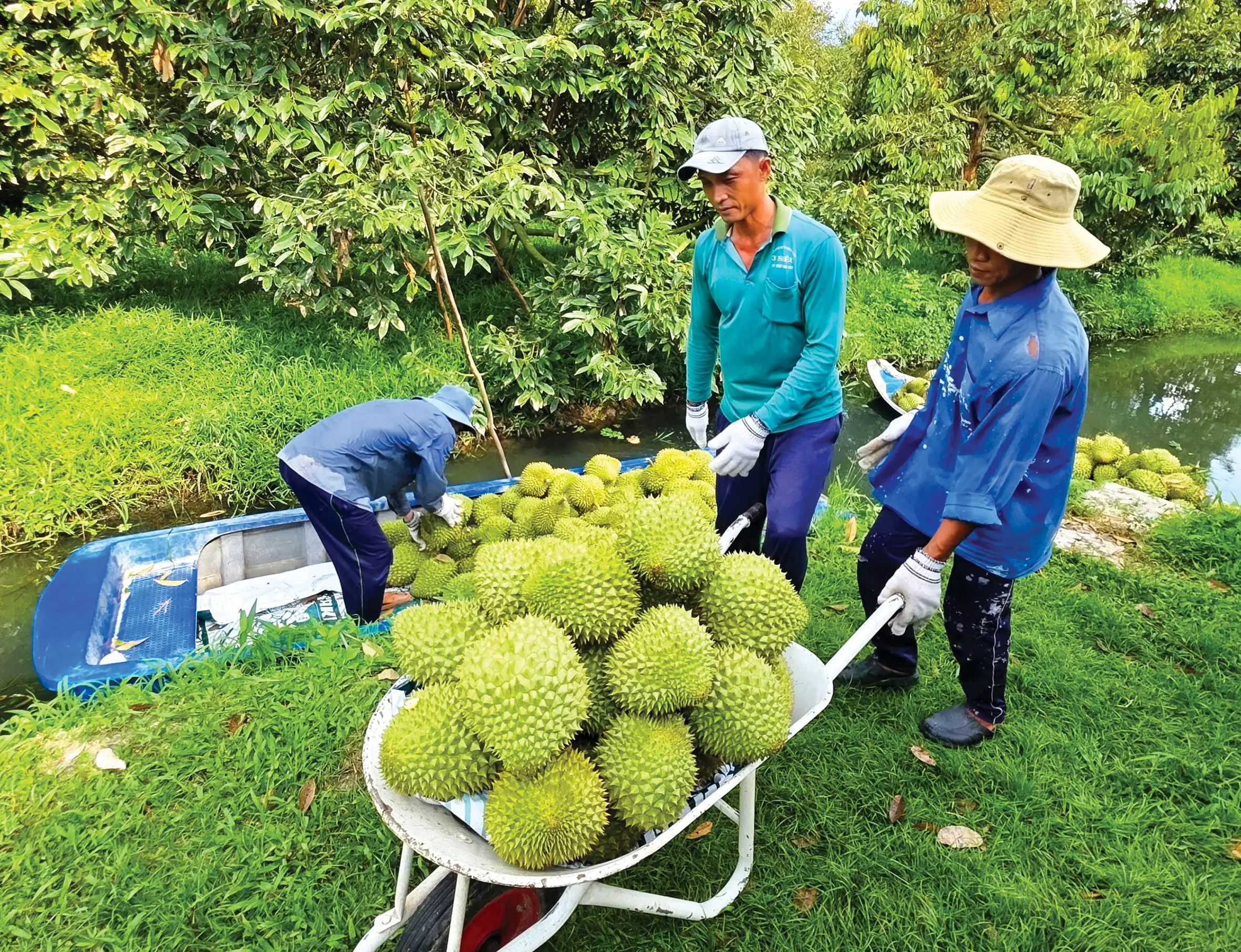 Chuẩn hóa sản xuất sầu riêng để đạt chất lượng xuất khẩu