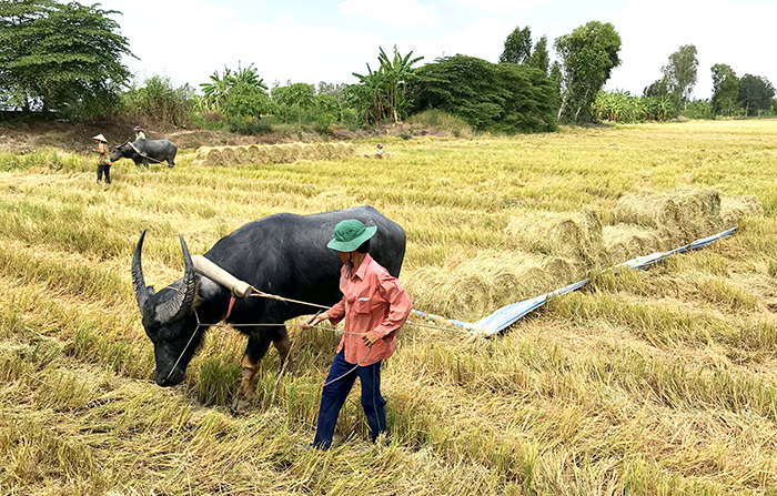 Chuyện xưa ở Đồng Tháp Mười