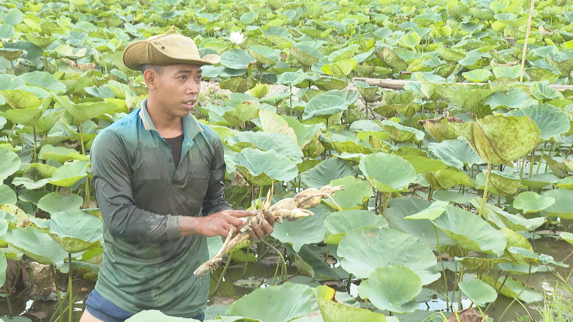 ប្រសិទ្ធភាពពីទម្រង់ដាំឈូកយកមើម