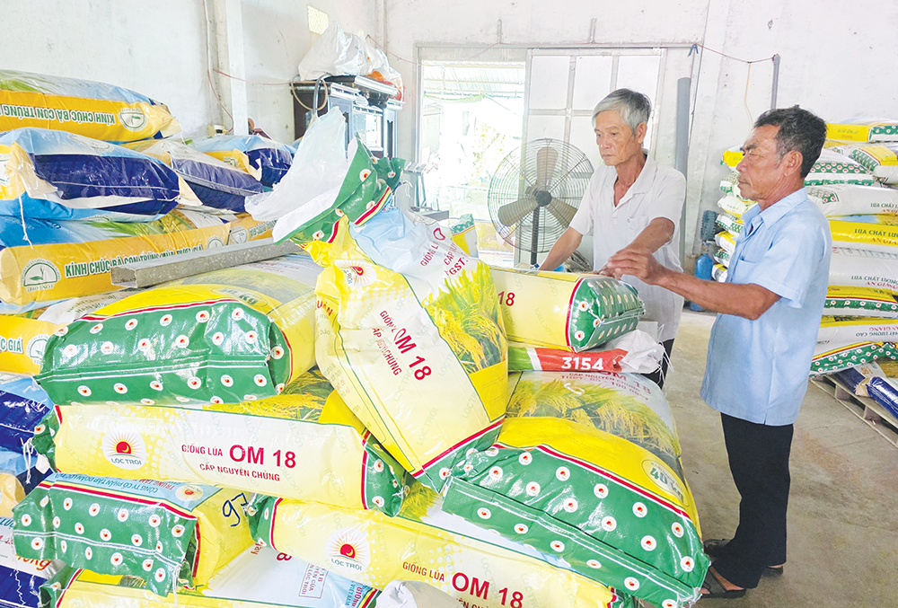 Chuẩn bị nguồn giống tốt cho vụ lúa đông xuân