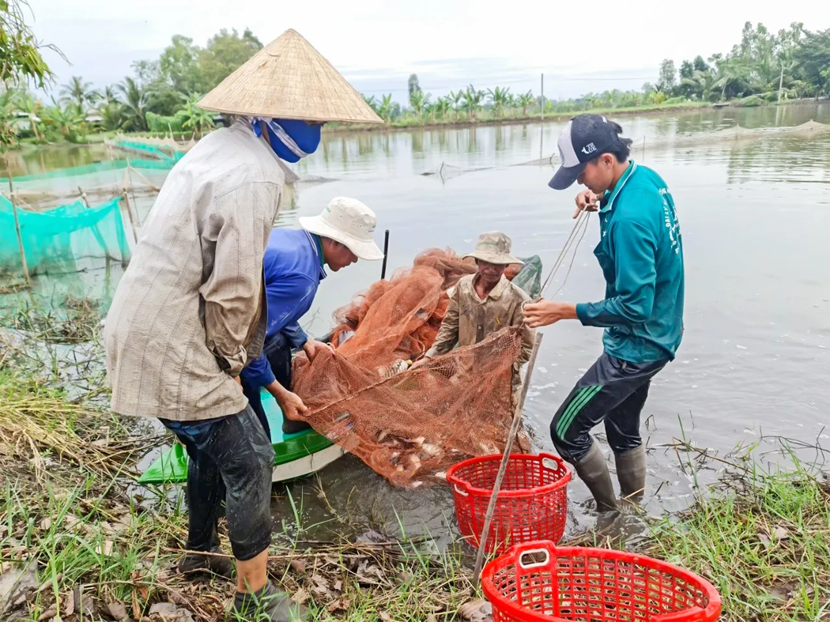 Linh hoạt sản xuất trong mùa nước nổi