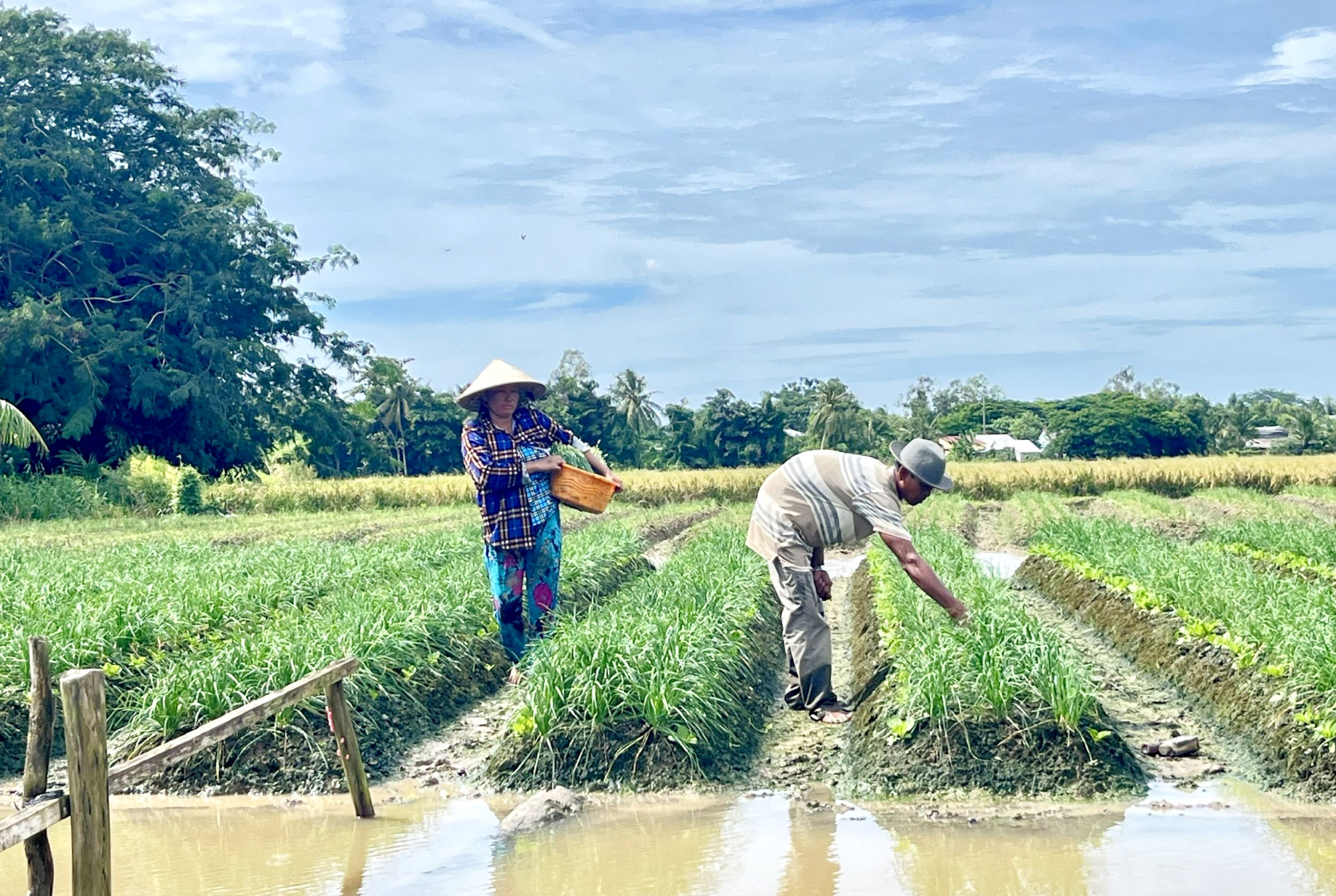 ទម្រង់អភិវឌ្ឍសេដ្ឋកិច្ចរបស់នារីឃុំមីហឿង