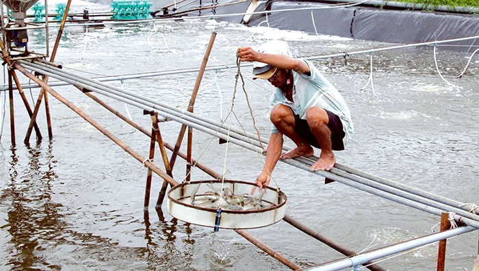 Thu hoạch thủy sản đạt hơn 7,26 triệu tấn