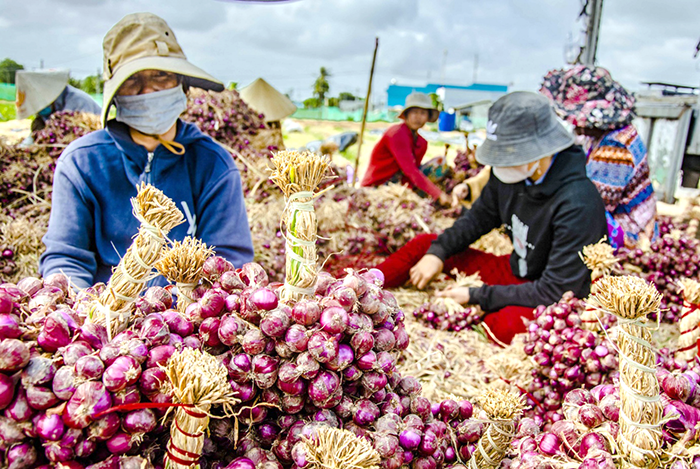 Cần Thơ xúc tiến thương mại, giới thiệu sản phẩm chỉ dẫn địa lý tại Hội chợ Mùa Thu 2025