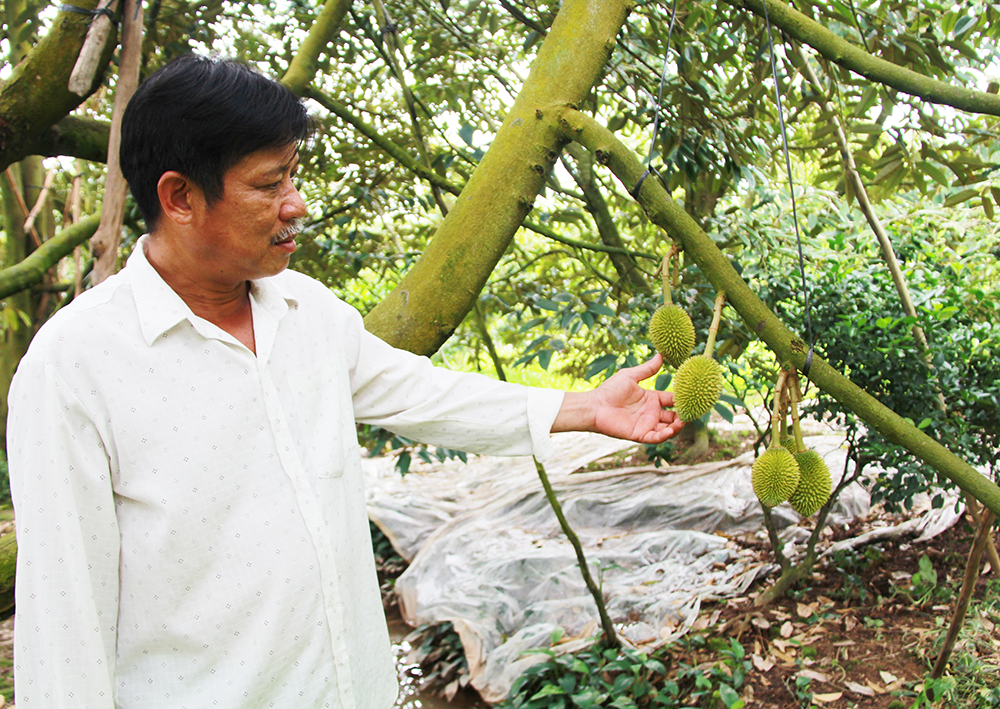 Làm giàu từ sầu riêng nghịch vụ