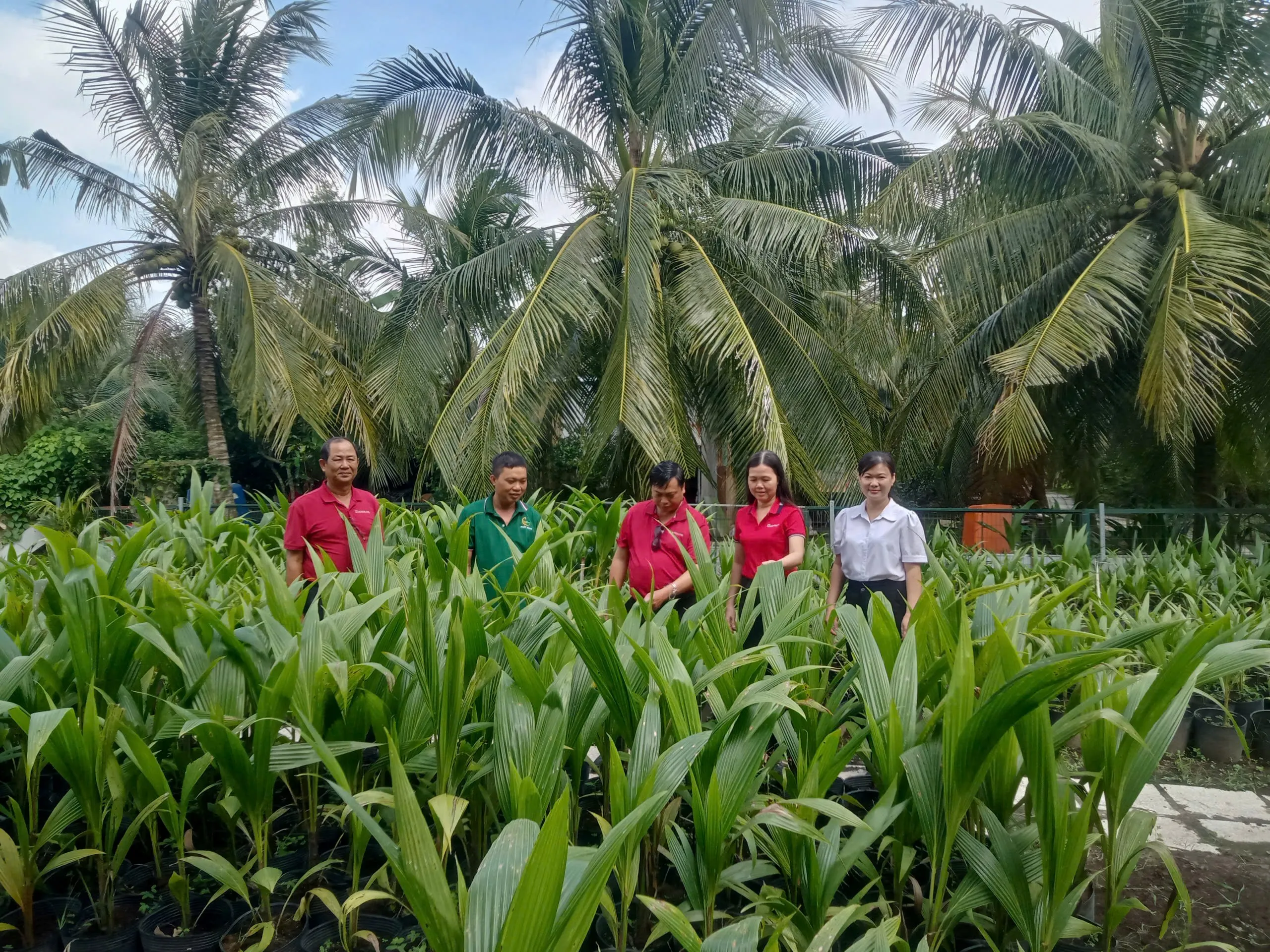 Agribank Chi nhánh Trà Vinh đồng hành phát triển đặc sản dừa sáp