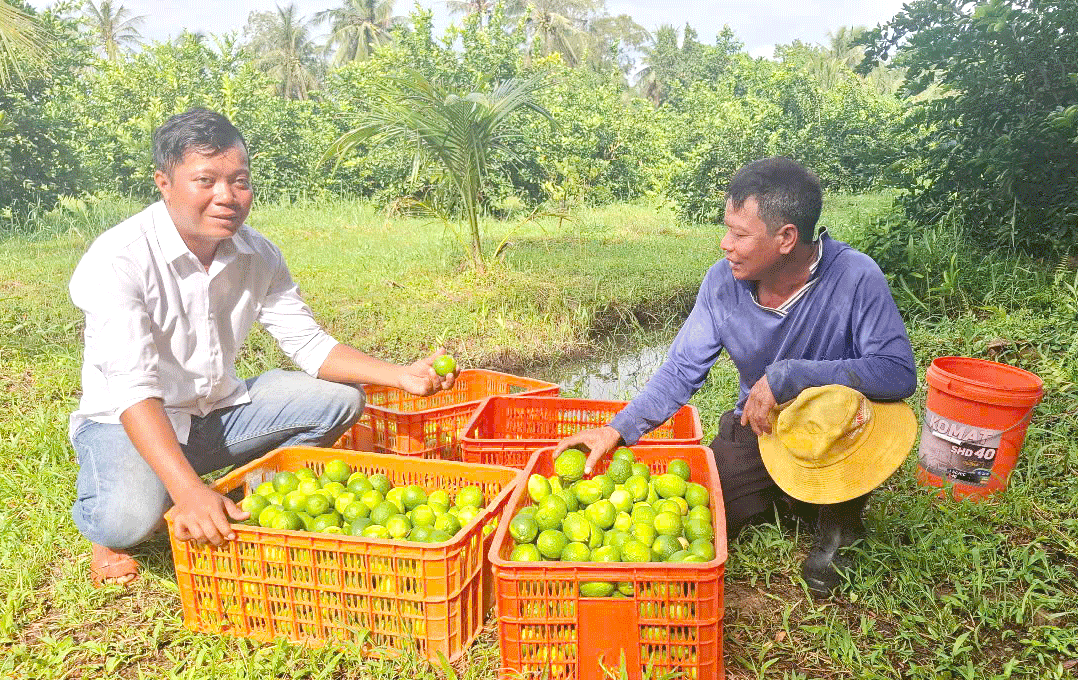 ដាំក្រូចឆ្មារគ្មានគ្រាប់រកបានប្រាក់ចំណូលខ្ពស់