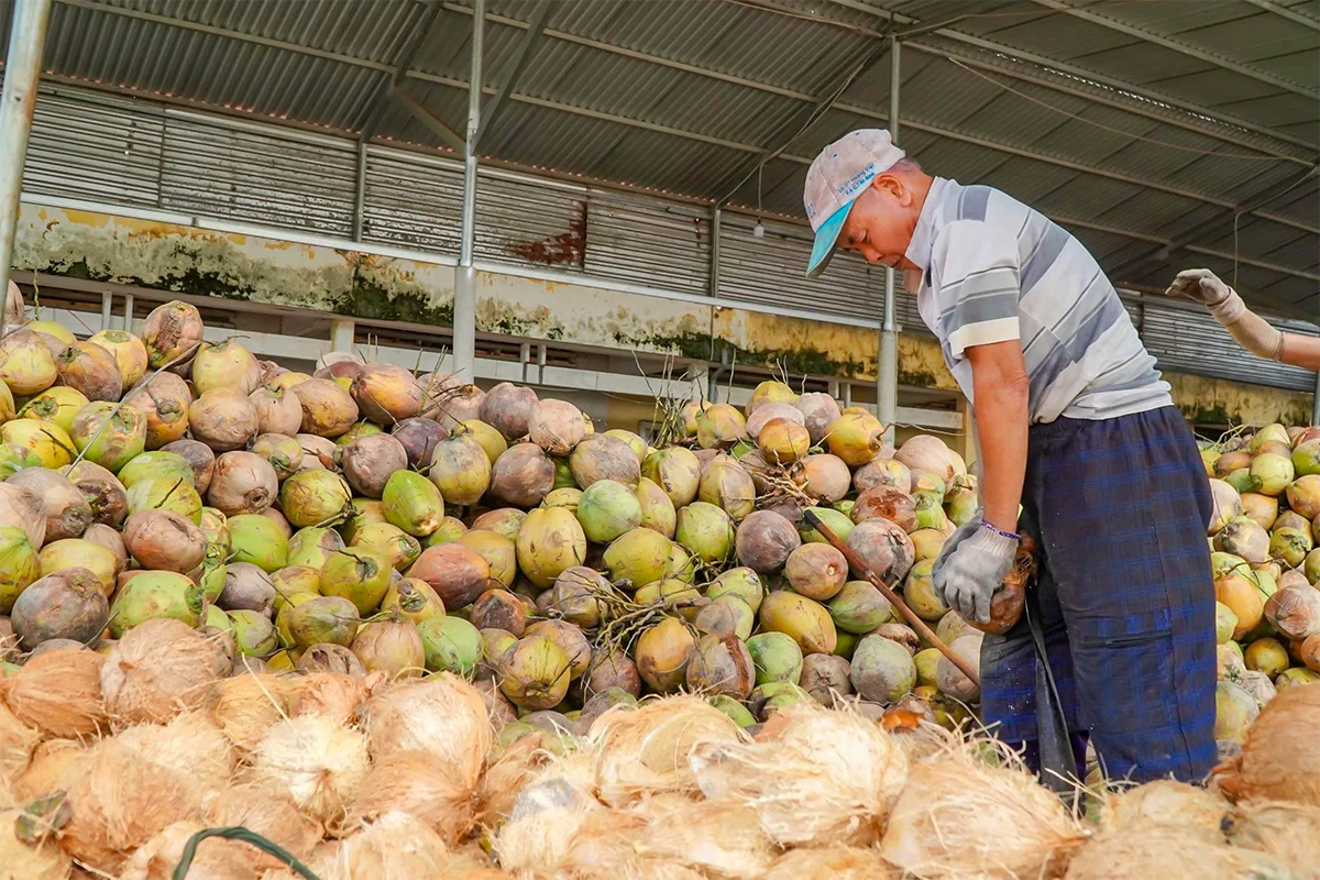 Quản lý sức khỏe cây dừa, nâng cao chất lượng sản xuất, đáp ứng nhu cầu thị trường