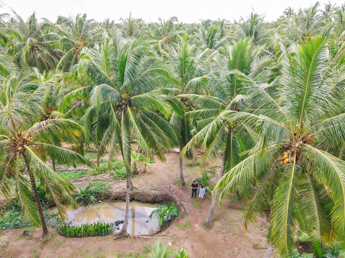 Quản lý sức khỏe cây dừa, nâng cao chất lượng sản xuất, đáp ứng nhu cầu thị trường