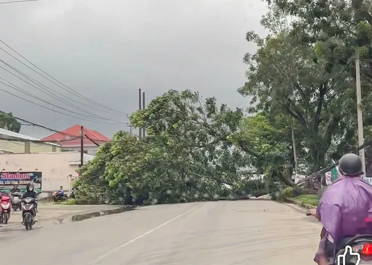 Mưa giông làm cây xà cừ bật gốc, đổ chắn ngang đường Cách mạng Tháng Tám