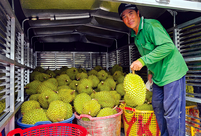 Sầu riêng tăng giá