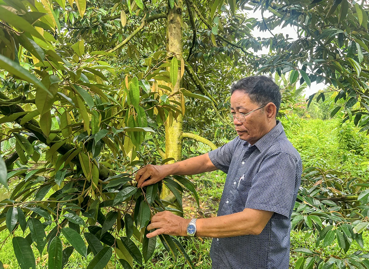 Đổi mít già cỗi lấy nguồn thu nhập bền vững từ sầu riêng