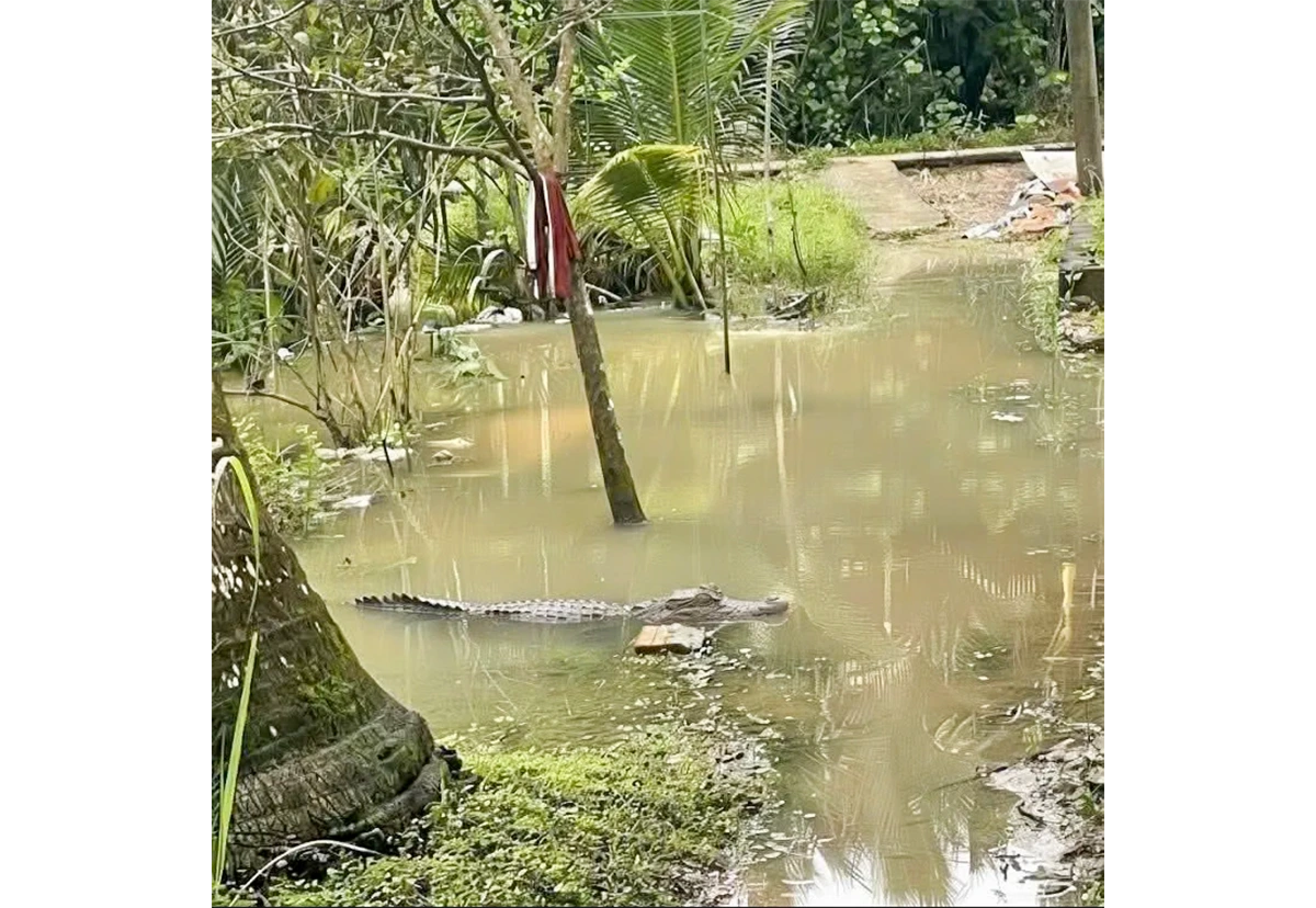 Chưa tìm thấy cá sấu nổi trên mặt kênh dẫn nước vào mương vườn