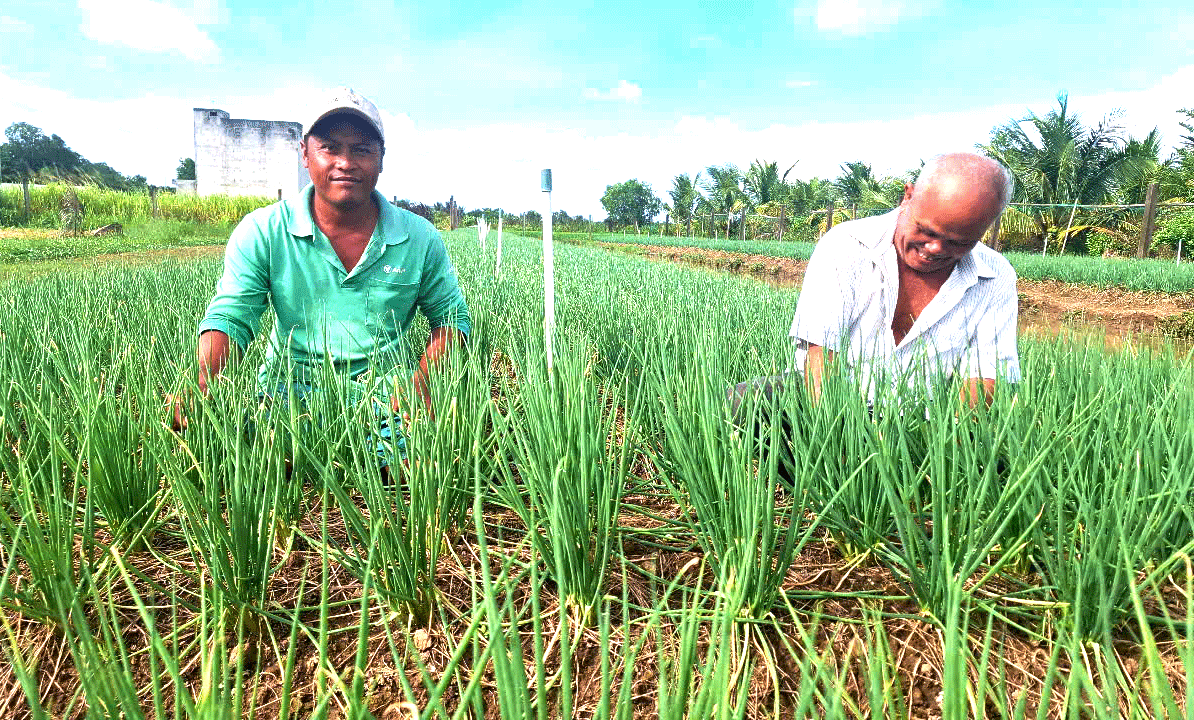 រកបានប្រាក់ចំណូលខ្ពស់ពីការដាំដំណាំ