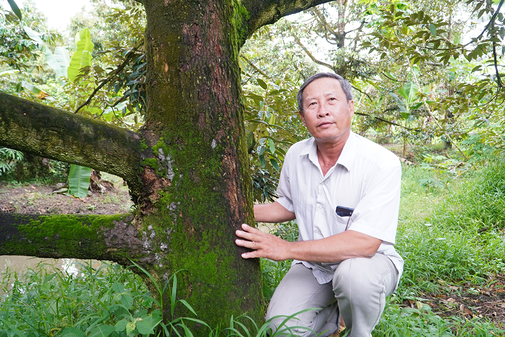 Tỉ phú sầu riêng hữu cơ