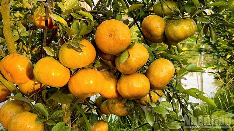 Quýt hồng vào mùa đẹp nhất năm, mở cửa đón khách