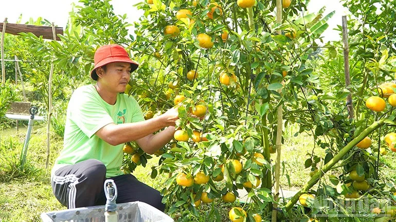 Quýt hồng vào mùa đẹp nhất năm, mở cửa đón khách