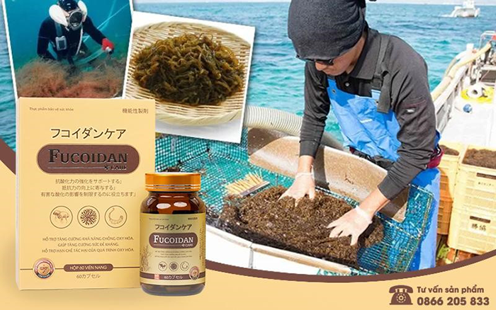 Fucoidan Care - Giải pháp chăm sóc sức khỏe từ Fucoidan tinh khiết Nhật Bản