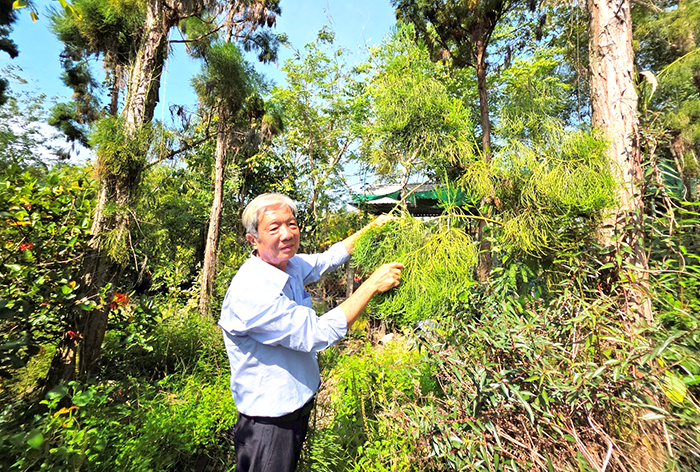 Quần thể cây thủy tùng quý hiếm ở Cần Thơ