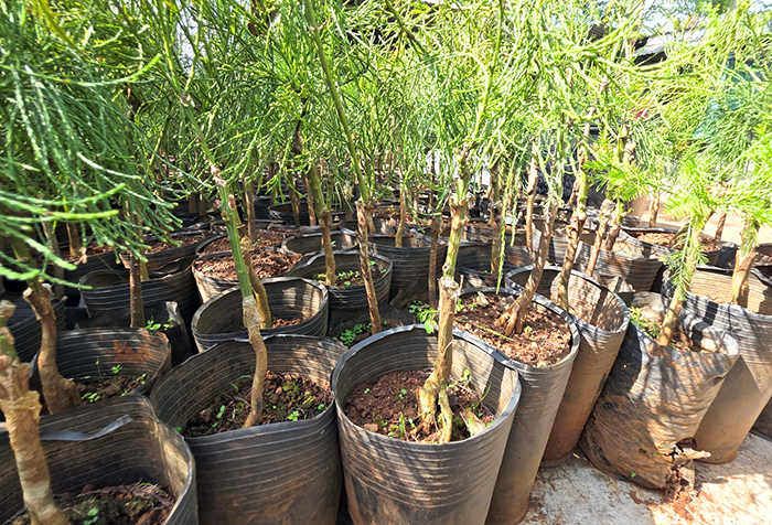 Quần thể cây thủy tùng quý hiếm ở Cần Thơ
