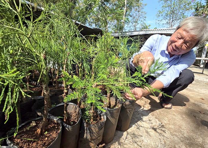 Quần thể cây thủy tùng quý hiếm ở Cần Thơ