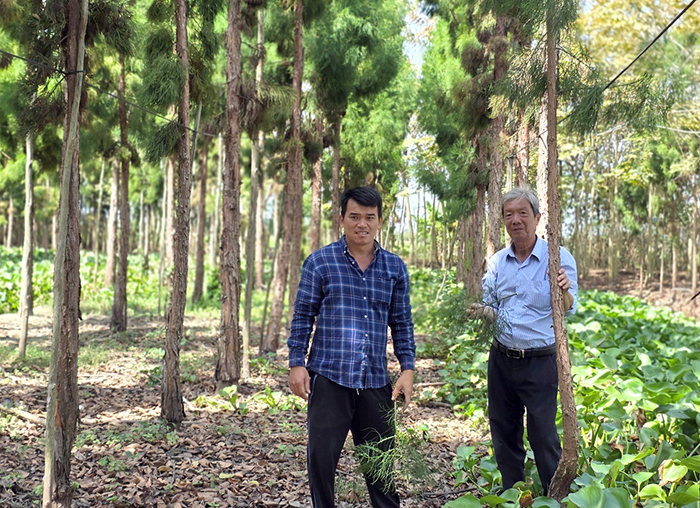 Quần thể cây thủy tùng quý hiếm ở Cần Thơ