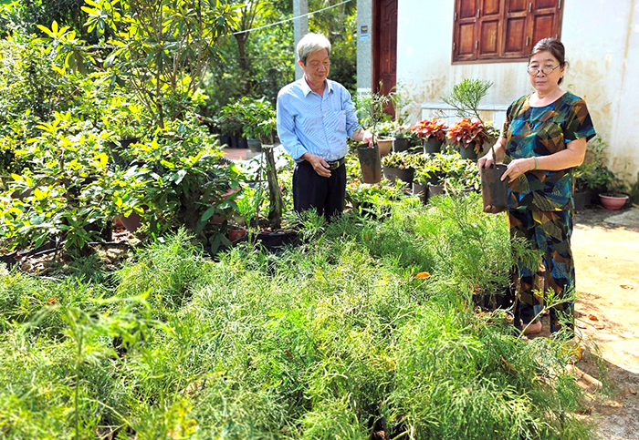 Quần thể cây thủy tùng quý hiếm ở Cần Thơ