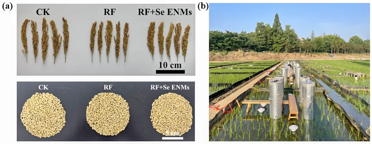 Đột phá mới giúp sản xuất gạo rẻ, sạch và tốt cho sức khỏe
