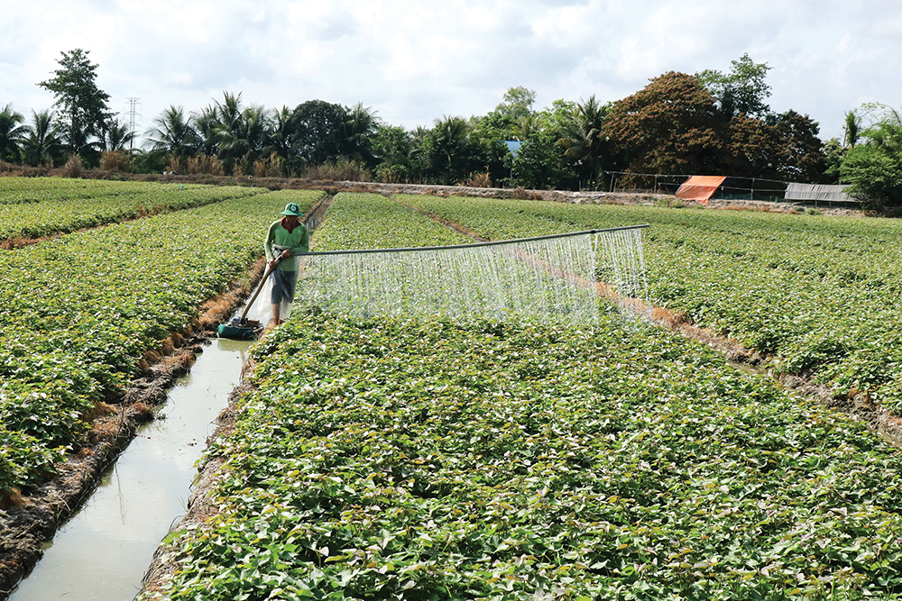 Nâng cao sức khỏe đất bằng các giải pháp tổng hợp