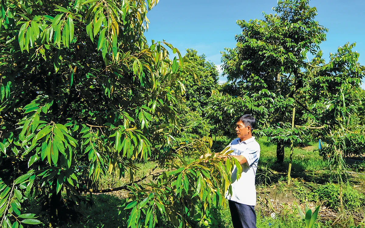 Cần Thơ chuyển đổi gần 3.148ha đất trồng lúa năm 2026