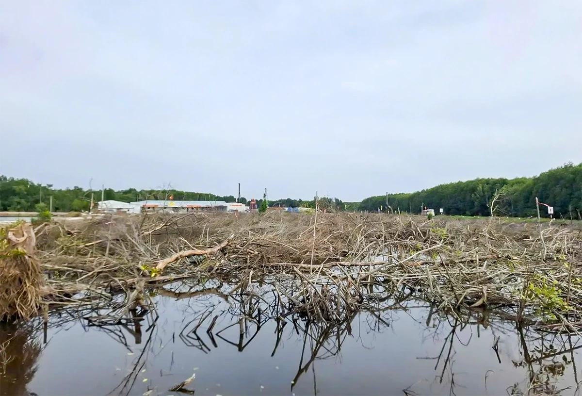 Cà Mau: Chuyển đổi 31ha rừng làm cao tốc và đường ra Hòn Khoai